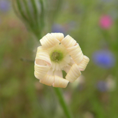 Wildflower Night Flowering Catchfly